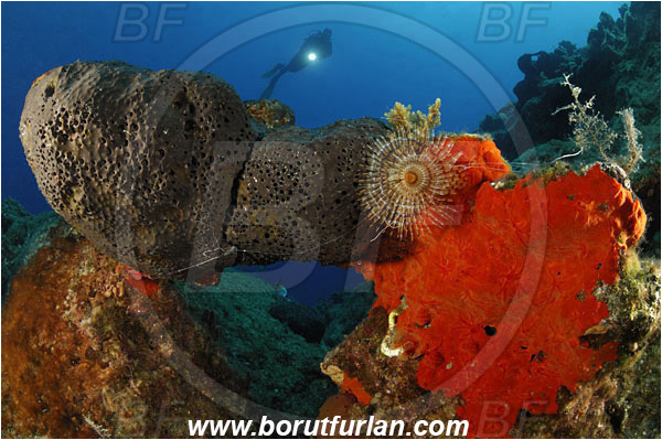 Bodrum, Turkey, Aegean sea, Mediterranean sea, Reef, Rock, Stone bridge, Red sponge, Black sponge, Diver