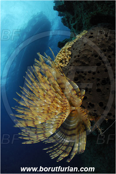 Bodrum, Turkey, Aegean sea, Mediterranean sea, Sabella spallanzanii, Sabella, Sabellidae, Mediterranean fanworm, Worm, Polychaeta, Reef, Boat