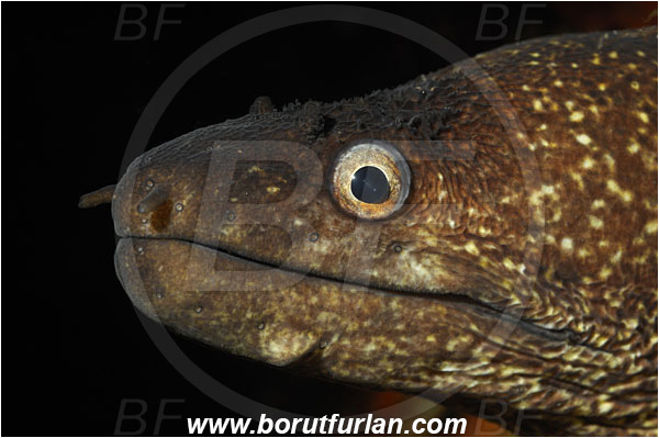 Bodrum, Turkey, Aegean sea, Mediterranean sea, Muraena helena, Muraena, Muraenidae, Mediterranean moray, Moray, Fish, Portrait