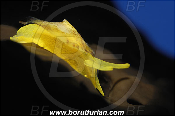 Bodrum, Turkey, Aegean sea, Mediterranean sea, Tylodina perversa, Tylodina, Tylodinidae, Yellow umbrella slug, Sea snail, Gastropoda, Mollusca, Mollusc, Spot illumination