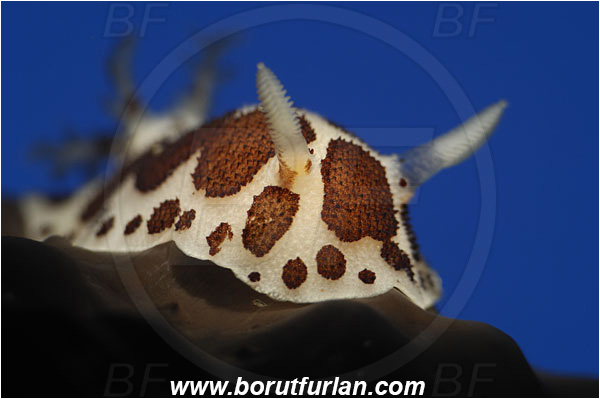 Bodrum, Turkey, Aegean sea, Mediterranean sea, Peltodoris atromaculata, Peltodoris, Discodorididae, Dotted sea slug, Nudibranch, Sea slug, Gastropoda, Mollusca, Spot illumination, Portrait