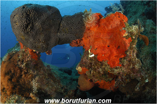 Bodrum, Turkey, Aegean sea, Mediterranean sea, Reef, Rock, Stone bridge, Red sponge, Black sponge, Diver