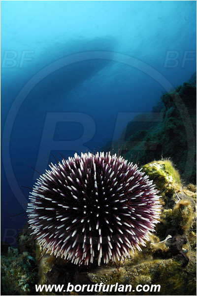 Bodrum, Turkey, Aegean sea, Mediterranean sea, Sphaerechinus granularis, Sphaerechinus, Toxopneustidae, Purple Sea Urchin, Sea Urchin, Echinoidea, Echinodermata, Echinoderm, Reef, Boat