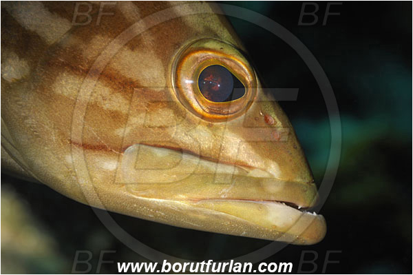 Bodrum, Turkey, Aegean sea, Mediterranean sea, Epinephelus costae, Epinephelus, Serranidae, Goldblotch grouper, Golden grouper, Grouper, Fish, Portrait