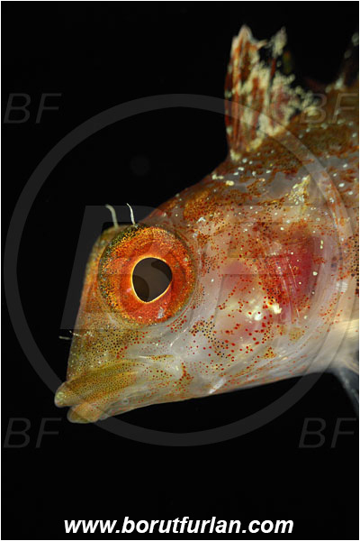 Bodrum, Turkey, Aegean sea, Mediterranean sea, Tripterygion tripteronotum, Tripterygion, Tripterygiidae, Red-black triplefin, Triplefin, Fish, Female, Portrait