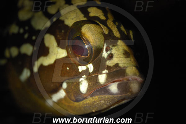Bodrum, Turkey, Aegean sea, Mediterranean sea, Epinephelus marginatus, Epinephelus, Serranidae, Dusky grouper, Grouper, Fish, Juvenile, Portrait, Spot illumination