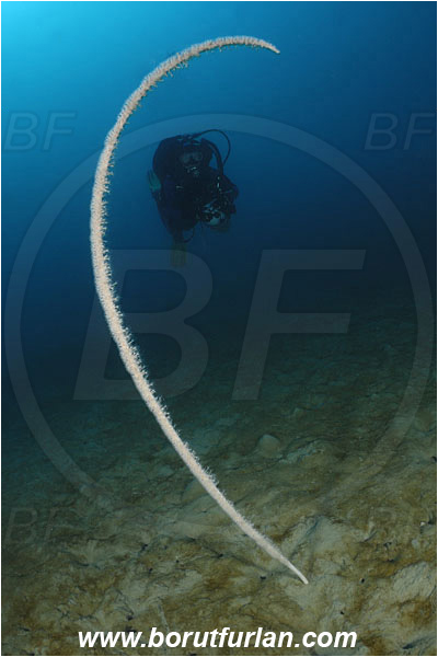 Saint Marina, Istria, Croatia, Adriatic sea, Mediterranean sea, Funiculina quadrangularis, Funiculina, Funiculinidae, Tall sea pen, Soft coral, Coral, Cnidaria, Cnidarian, Diver