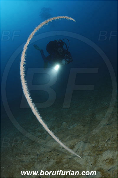 Saint Marina, Istria, Croatia, Adriatic sea, Mediterranean sea, Funiculina quadrangularis, Funiculina, Funiculinidae, Tall sea pen, Soft coral, Coral, Cnidaria, Cnidarian, Diver