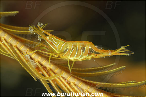 Saint Marina, Istria, Croatia, Adriatic sea, Mediterranean sea, Hippolyte prideauxiana, Hippolyte, Hippolytidae, Decapoda, Mediterranean featherstar shrimp, Shrimp, Crustacea, Crustacean
