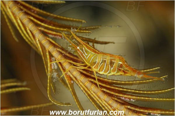 Saint Marina, Istria, Croatia, Adriatic sea, Mediterranean sea, Hippolyte prideauxiana, Hippolyte, Hippolytidae, Decapoda, Mediterranean featherstar shrimp, Shrimp, Crustacea, Crustacean