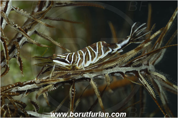 Saint Marina, Istria, Croatia, Adriatic sea, Mediterranean sea, Hippolyte prideauxiana, Hippolyte, Hippolytidae, Decapoda, Mediterranean featherstar shrimp, Shrimp, Crustacea, Crustacean
