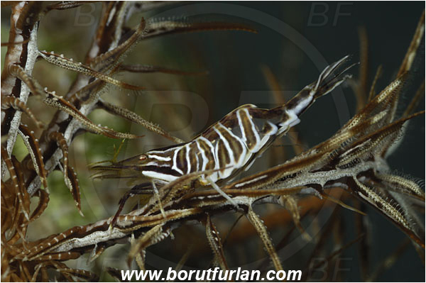 Saint Marina, Istria, Croatia, Adriatic sea, Mediterranean sea, Hippolyte prideauxiana, Hippolyte, Hippolytidae, Decapoda, Mediterranean featherstar shrimp, Shrimp, Crustacea, Crustacean