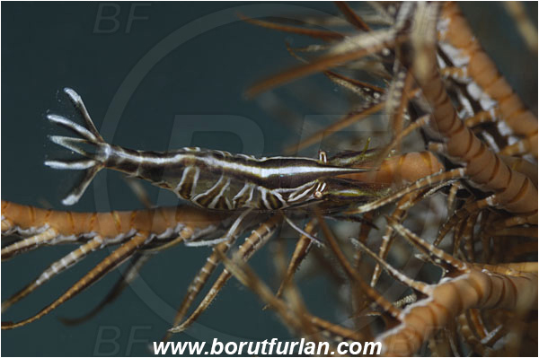 Saint Marina, Istria, Croatia, Adriatic sea, Mediterranean sea, Hippolyte prideauxiana, Hippolyte, Hippolytidae, Decapoda, Mediterranean featherstar shrimp, Shrimp, Crustacea, Crustacean