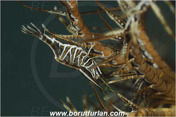 Saint Marina, Istria, Croatia, Adriatic sea, Mediterranean sea, Hippolyte prideauxiana, Hippolyte, Hippolytidae, Decapoda, Mediterranean featherstar shrimp, Shrimp, Crustacea, Crustacean