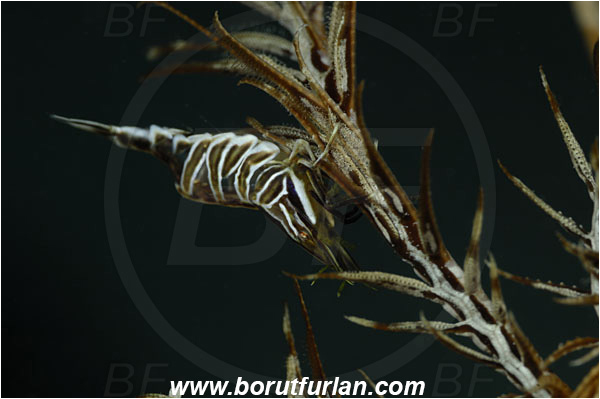 Saint Marina, Istria, Croatia, Adriatic sea, Mediterranean sea, Hippolyte prideauxiana, Hippolyte, Hippolytidae, Decapoda, Mediterranean featherstar shrimp, Shrimp, Crustacea, Crustacean