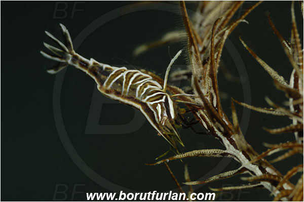 Saint Marina, Istria, Croatia, Adriatic sea, Mediterranean sea, Hippolyte prideauxiana, Hippolyte, Hippolytidae, Decapoda, Mediterranean featherstar shrimp, Shrimp, Crustacea, Crustacean