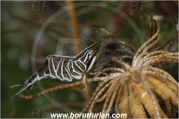 Saint Marina, Istria, Croatia, Adriatic sea, Mediterranean sea, Hippolyte prideauxiana, Hippolyte, Hippolytidae, Decapoda, Mediterranean featherstar shrimp, Shrimp, Crustacea, Crustacean