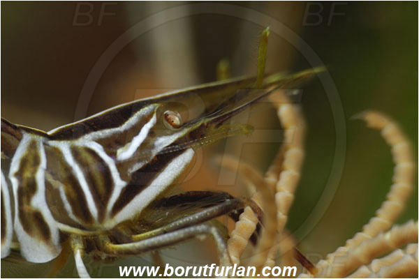 Saint Marina, Istria, Croatia, Adriatic sea, Mediterranean sea, Hippolyte prideauxiana, Hippolyte, Hippolytidae, Decapoda, Mediterranean featherstar shrimp, Shrimp, Crustacea, Crustacean, Portrait