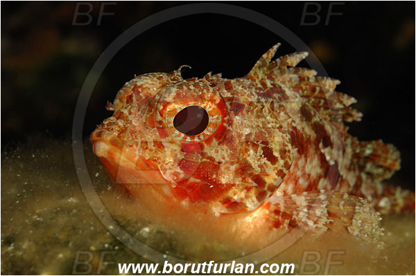 Island Bisevo, Croatia, Adriatic sea, Mediterranean sea, Scorpaena notata, Scorpaena, Scorpaenidae, Small red scorpionfish, Scorpionfish, Fish, Portrait