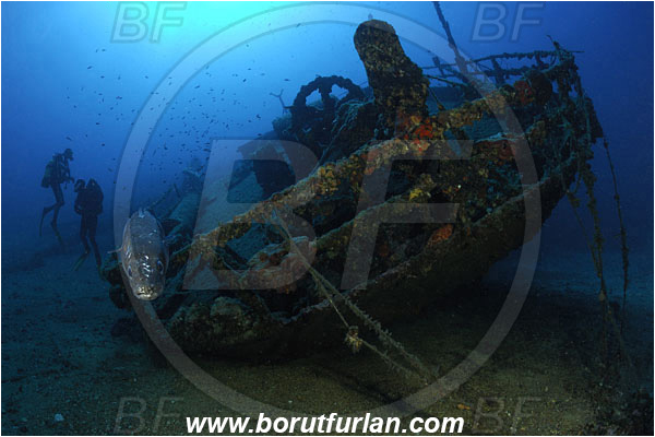 Island Vis, Croatia, Adriatic sea, Mediterranean sea, Wreck Teti, Wreck, Teti, Stern, Conger conger, Conger, Congridae, European conger, Fish, Diver