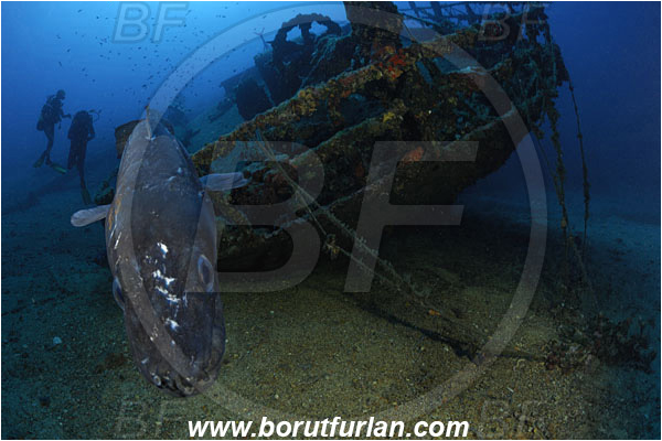 Island Vis, Croatia, Adriatic sea, Mediterranean sea, Wreck Teti, Wreck, Teti, Stern, Conger conger, Conger, Congridae, European conger, Fish, Portrait, Diver