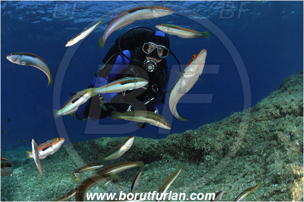 Island Vis, Croatia, Adriatic sea, Mediterranean sea, Coris julis, Coris, Labridae, Mediterranean rainbow wrasse, Wrasse, Fish, Male, Fish school, Reef, Diver