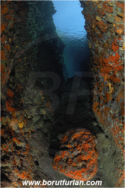 Island Bisevo, Croatia, Adriatic sea, Mediterranean sea, Reef, Canyon, Red sponge