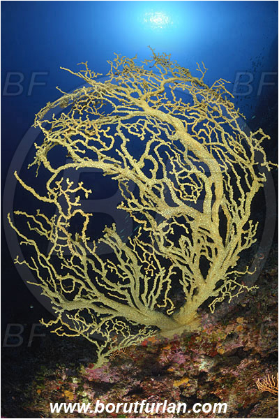 Island Bisevo, Croatia, Adriatic sea, Mediterranean sea, Savalia savaglia, Savalia, Mediterranean Gold Coral, False Mediterranean Black Coral, Sea fan, Coral, Anthozoa, Cnidaria, Cnidarian, Reef