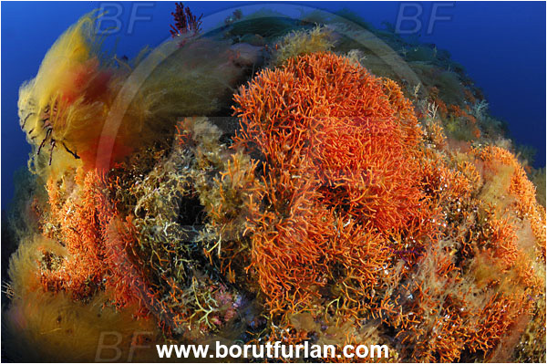 Island Svetac, Croatia, Adriatic sea, Mediterranean sea, Pentapora fascialis, Pentapora, Bitectiporidae, Bryozoa, Bryozoan, Reef, Algae over bryozoan