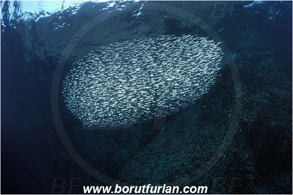 Island Susac, Croatia, Adriatic sea, Mediterranean sea, Atherina hepsetus, Atherina, Atherinidae, Mediterranean sand smelt, Smelt, Fish, Fish school, Bait ball, Reef