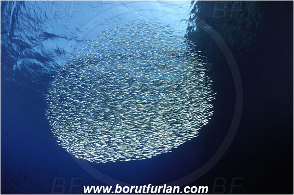Island Susac, Croatia, Adriatic sea, Mediterranean sea, Atherina hepsetus, Atherina, Atherinidae, Mediterranean sand smelt, Smelt, Fish, Fish school, Bait ball