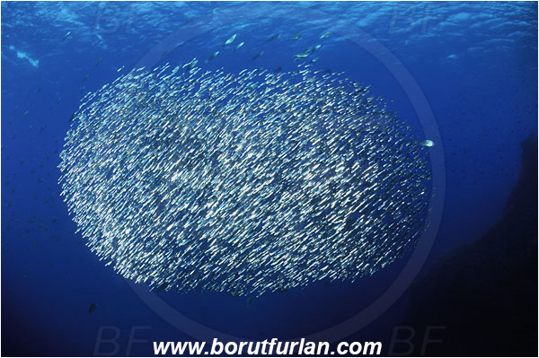 Island Susac, Croatia, Adriatic sea, Mediterranean sea, Atherina hepsetus, Atherina, Atherinidae, Mediterranean sand smelt, Smelt, Fish, Fish school, Bait ball, Reef