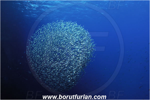 Island Susac, Croatia, Adriatic sea, Mediterranean sea, Atherina hepsetus, Atherina, Atherinidae, Mediterranean sand smelt, Smelt, Fish, Fish school, Bait ball