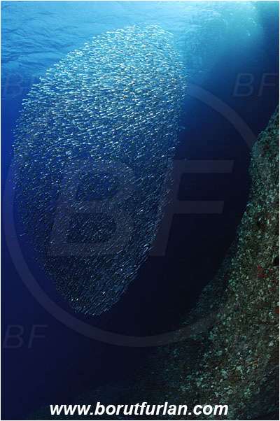 Island Susac, Croatia, Adriatic sea, Mediterranean sea, Atherina hepsetus, Atherina, Atherinidae, Mediterranean sand smelt, Smelt, Fish, Fish school, Bait ball, Reef