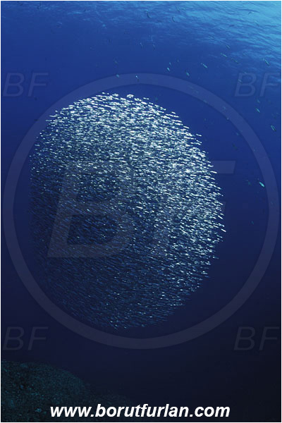 Island Susac, Croatia, Adriatic sea, Mediterranean sea, Atherina hepsetus, Atherina, Atherinidae, Mediterranean sand smelt, Smelt, Fish, Fish school, Bait ball, Reef