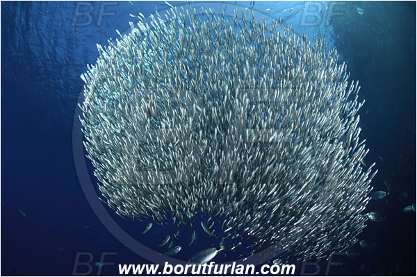 Island Susac, Croatia, Adriatic sea, Mediterranean sea, Atherina hepsetus, Atherina, Atherinidae, Mediterranean sand smelt, Smelt, Fish, Fish school, Bait ball, Oblada melanura, Oblada, Sparidae, Saddled seabream, Seabream, Hunting, Feeding