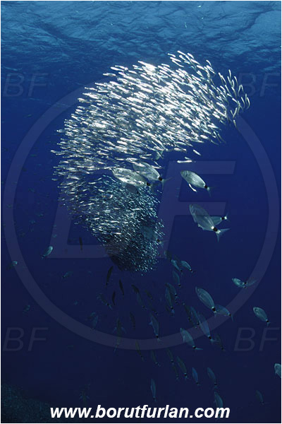 Island Susac, Croatia, Adriatic sea, Mediterranean sea, Atherina hepsetus, Atherina, Atherinidae, Mediterranean sand smelt, Smelt, Fish, Fish school, Bait ball, Oblada melanura, Oblada, Sparidae, Saddled seabream, Seabream, Hunting, Feeding