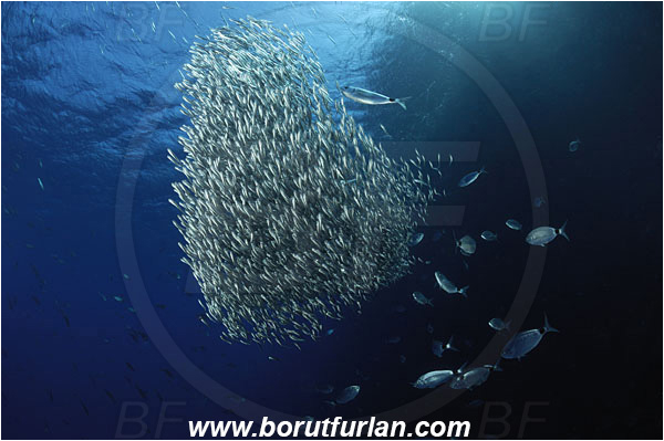 Island Susac, Croatia, Adriatic sea, Mediterranean sea, Atherina hepsetus, Atherina, Atherinidae, Mediterranean sand smelt, Smelt, Fish, Fish school, Bait ball, Oblada melanura, Oblada, Sparidae, Saddled seabream, Seabream, Hunting, Feeding