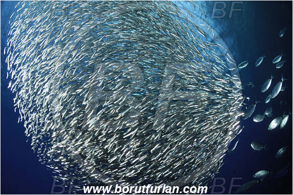 Island Susac, Croatia, Adriatic sea, Mediterranean sea, Atherina hepsetus, Atherina, Atherinidae, Mediterranean sand smelt, Smelt, Fish, Fish school, Bait ball, Oblada melanura, Oblada, Sparidae, Saddled seabream, Seabream, Hunting, Feeding