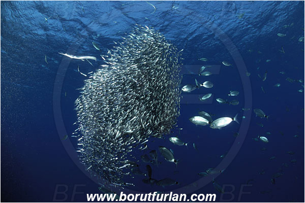 Island Susac, Croatia, Adriatic sea, Mediterranean sea, Atherina hepsetus, Atherina, Atherinidae, Mediterranean sand smelt, Smelt, Fish, Fish school, Bait ball, Oblada melanura, Oblada, Sparidae, Saddled seabream, Seabream, Hunting, Feeding