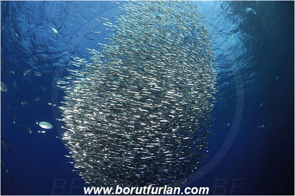 Island Susac, Croatia, Adriatic sea, Mediterranean sea, Atherina hepsetus, Atherina, Atherinidae, Mediterranean sand smelt, Smelt, Fish, Fish school, Bait ball, Oblada melanura, Oblada, Sparidae, Saddled seabream, Seabream, Hunting, Feeding