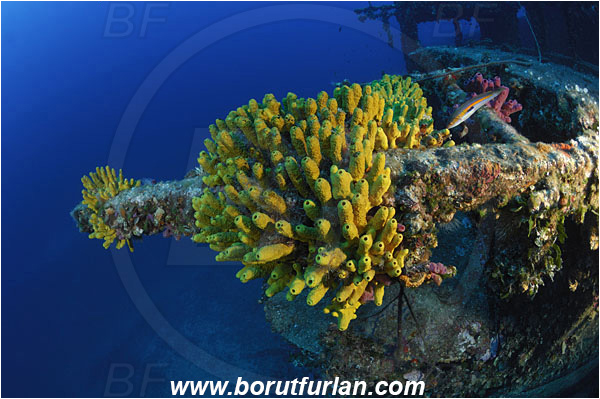 Island Vis, Croatia, Adriatic sea, Mediterranean sea, Wreck Vassilios, Wreck, Vassilios, Aplysina aerophoba, Aplysina, Aplysinidae, Yellow Tube Sponge, Golden Sponge, Sponge, Porifera