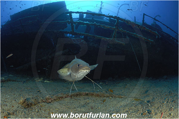 Island Vis, Croatia, Adriatic sea, Mediterranean sea, Wreck Teti, Wreck, Teti, Phycis phycis, Phycis, Phycidae, Forkbeard, Fish
