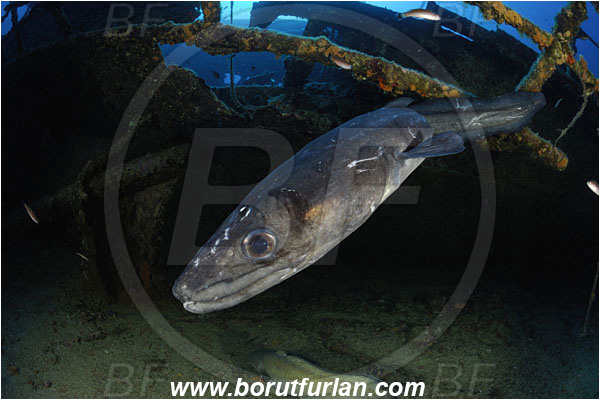 Island Vis, Croatia, Adriatic sea, Mediterranean sea, Wreck Teti, Wreck, Teti, Conger conger, Conger, Congridae, European conger, Fish
