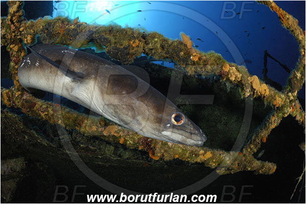 Island Vis, Croatia, Adriatic sea, Mediterranean sea, Wreck Teti, Wreck, Teti, Conger conger, Conger, Congridae, European conger, Fish