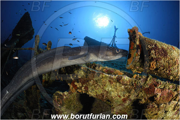 Island Vis, Croatia, Adriatic sea, Mediterranean sea, Wreck Teti, Wreck, Teti, Conger conger, Conger, Congridae, European conger, Fish