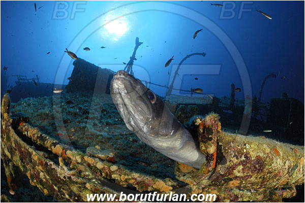 Island Vis, Croatia, Adriatic sea, Mediterranean sea, Wreck Teti, Wreck, Teti, Conger conger, Conger, Congridae, European conger, Fish, Portrait