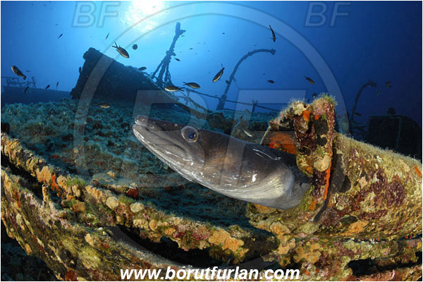 Island Vis, Croatia, Adriatic sea, Mediterranean sea, Wreck Teti, Wreck, Teti, Conger conger, Conger, Congridae, European conger, Fish, Portrait