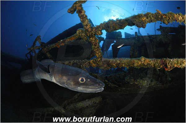 Island Vis, Croatia, Adriatic sea, Mediterranean sea, Wreck Teti, Wreck, Teti, Conger conger, Conger, Congridae, European conger, Fish