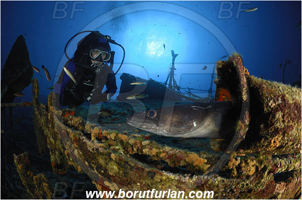 Island Vis, Croatia, Adriatic sea, Mediterranean sea, Wreck Teti, Wreck, Teti, Conger conger, Conger, Congridae, European conger, Fish, Diver